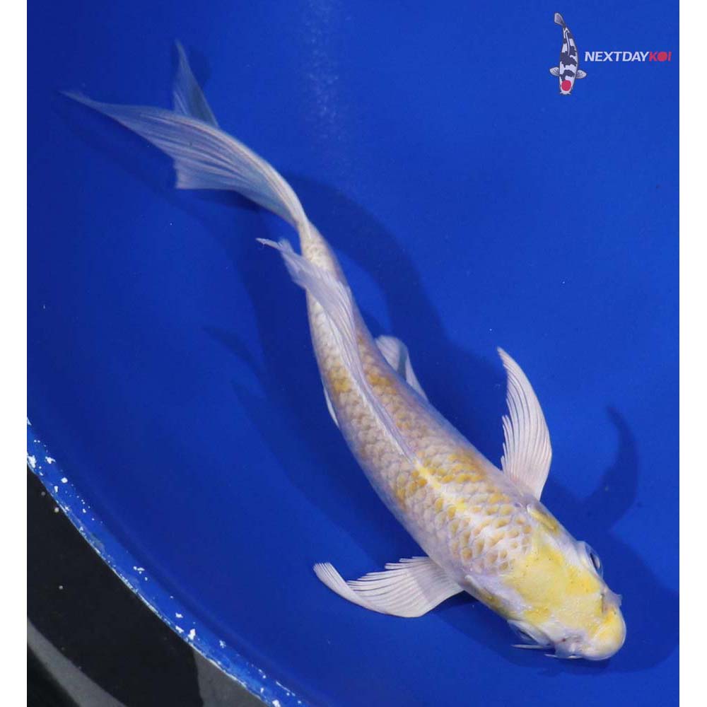 5.5” Imported Lemon Hariwake Butterfly Koi