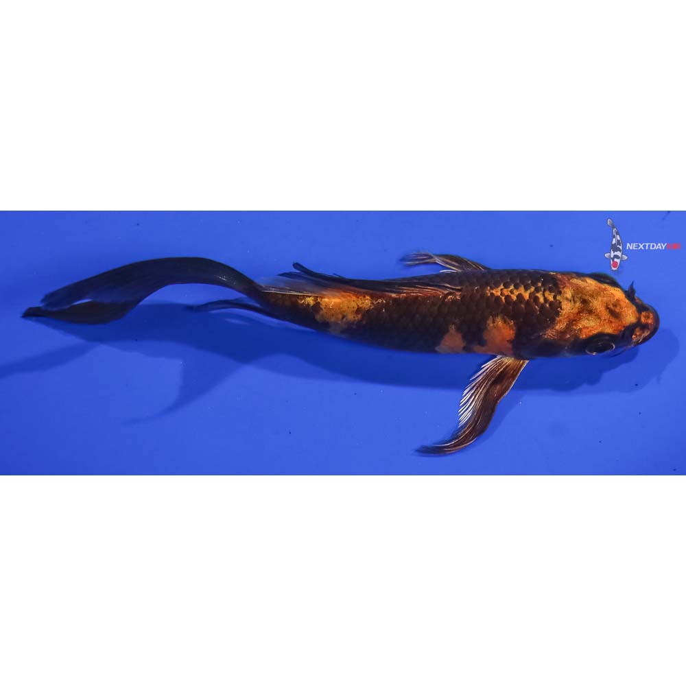 5.5” Imported Kin Hi Utsuri Butterfly Koi