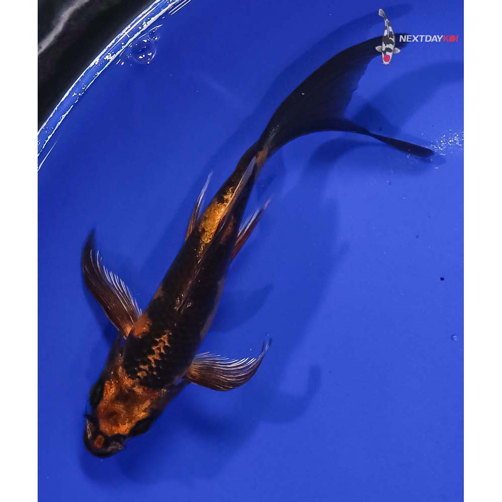 5.5” Imported Kin Hi Utsuri Butterfly Koi