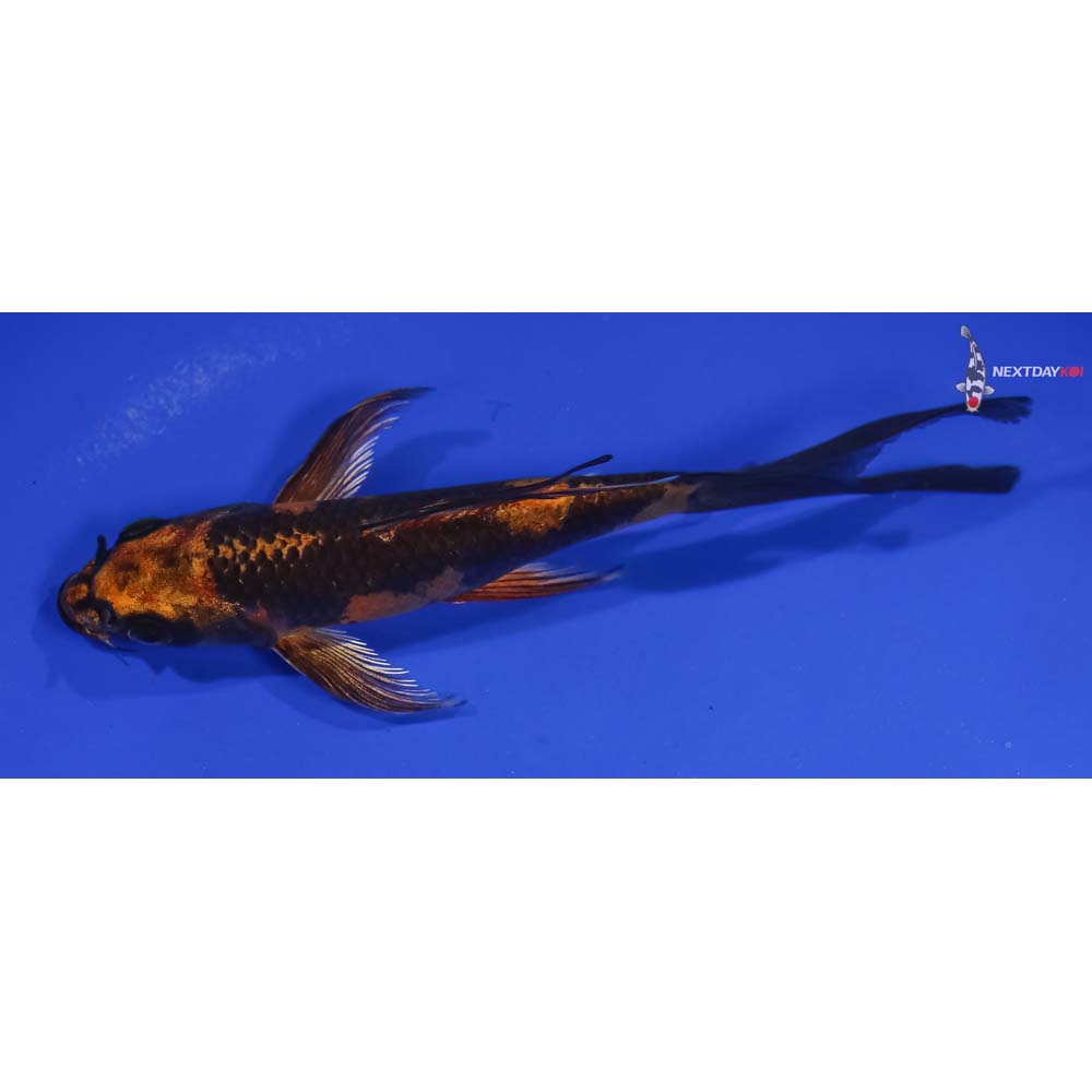 5.5” Imported Kin Hi Utsuri Butterfly Koi