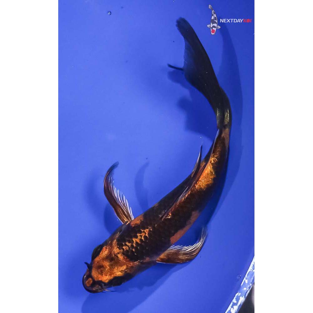 5.5” Imported Kin Hi Utsuri Butterfly Koi