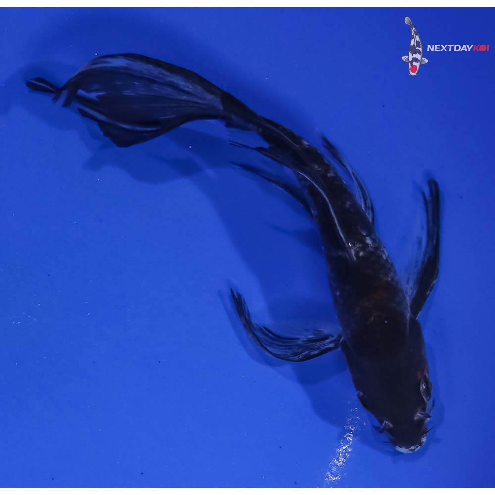6” Imported Showa Butterfly Koi
