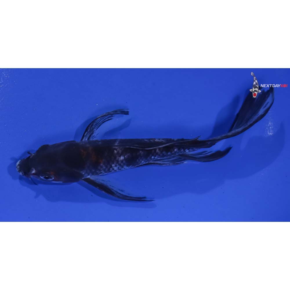 6” Imported Showa Butterfly Koi