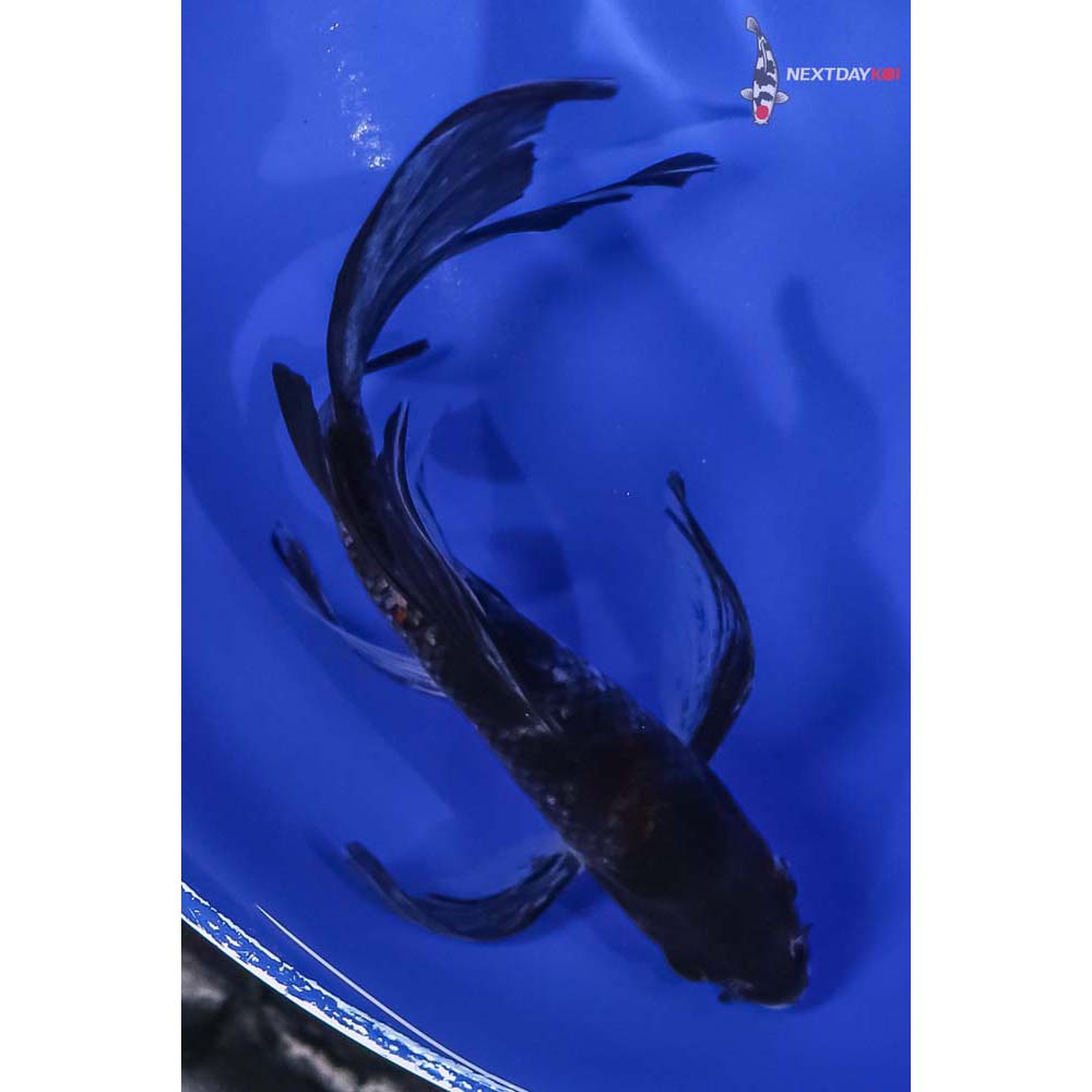 6” Imported Showa Butterfly Koi