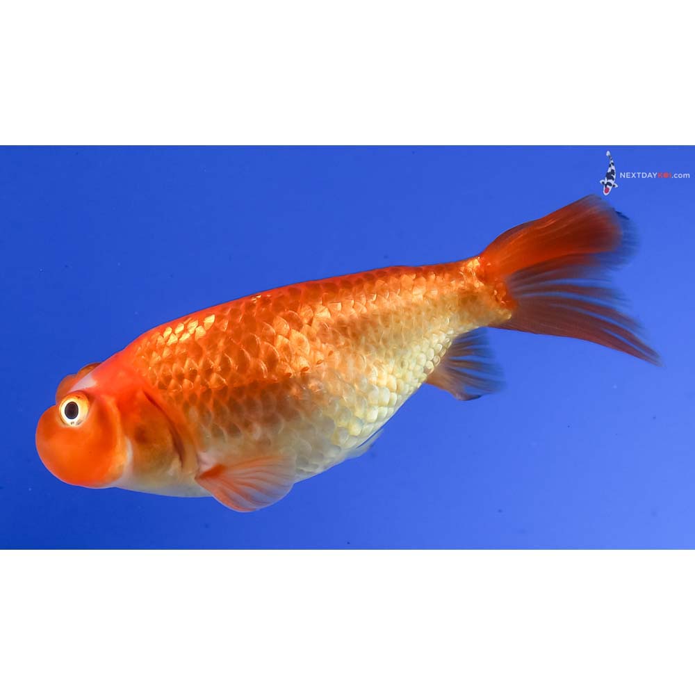 3.5” Imported Red Bubble Eye