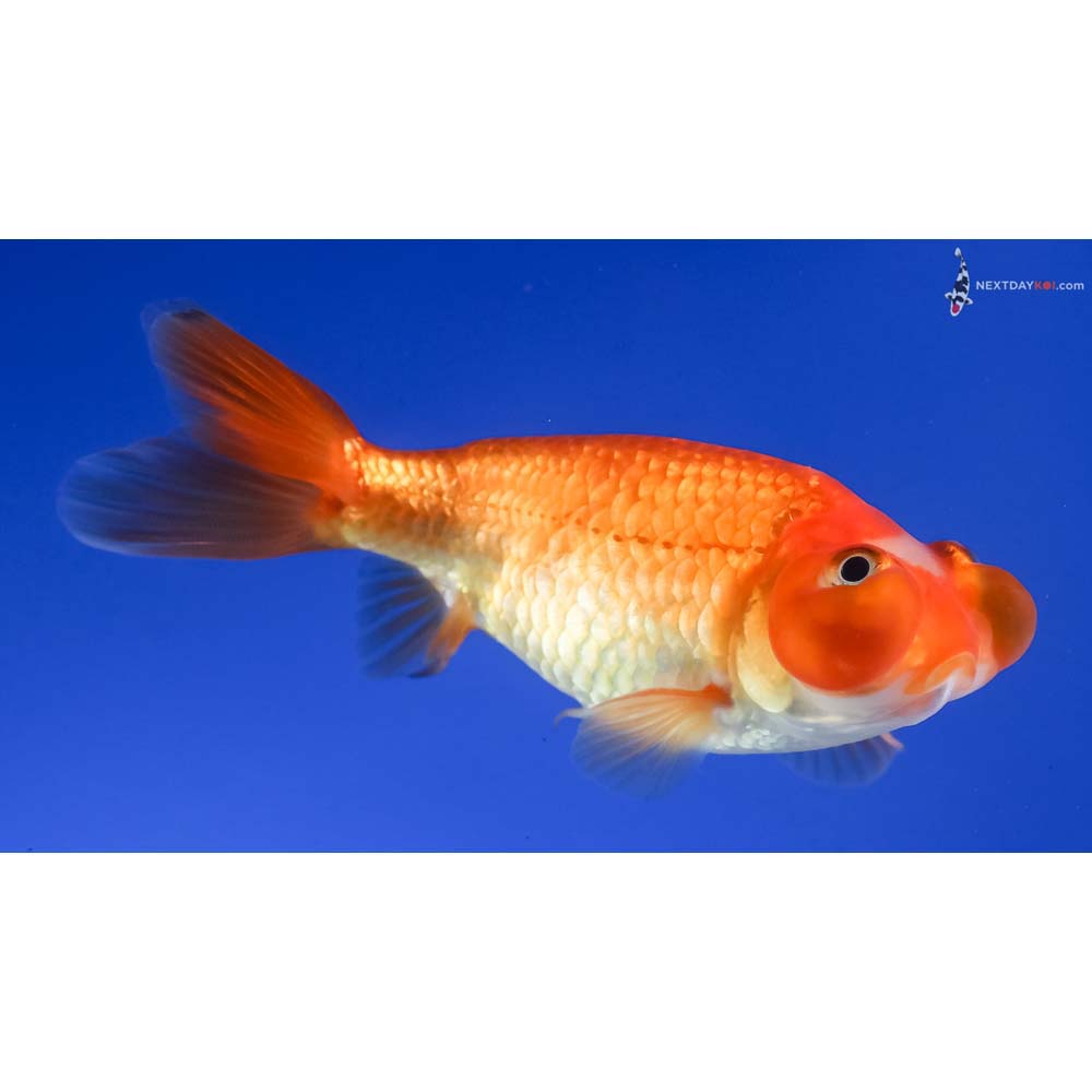 3.5” Imported Red Bubble Eye