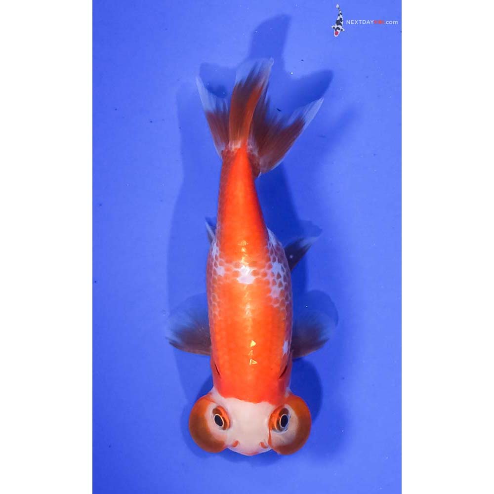 3.5” Imported Red and White Bubble Eye