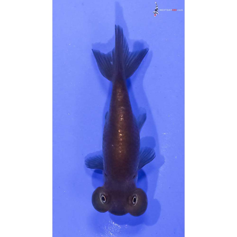 3” Imported Chocolate Bubble Eye