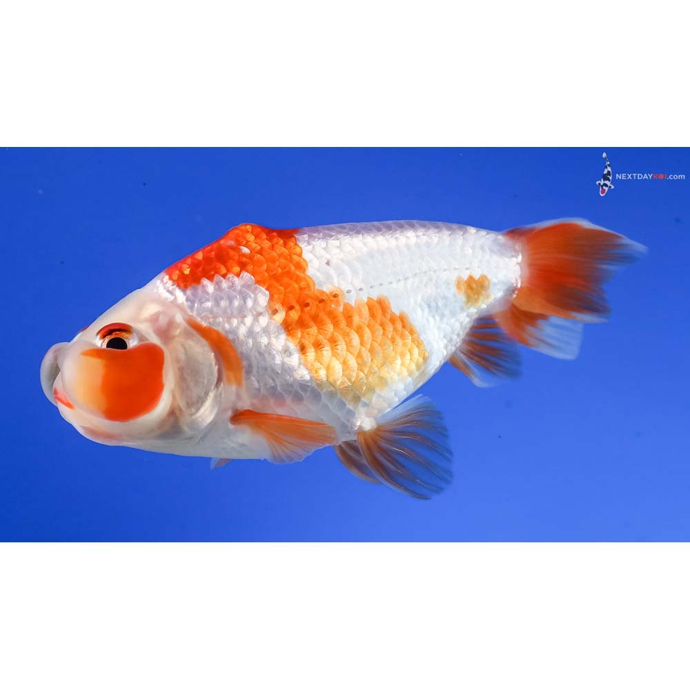 3” Imported Red and White Bubble Eye