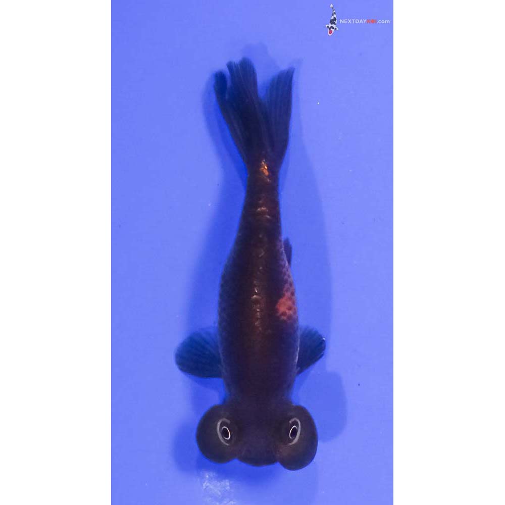 3” Imported Red and Black Bubble Eye