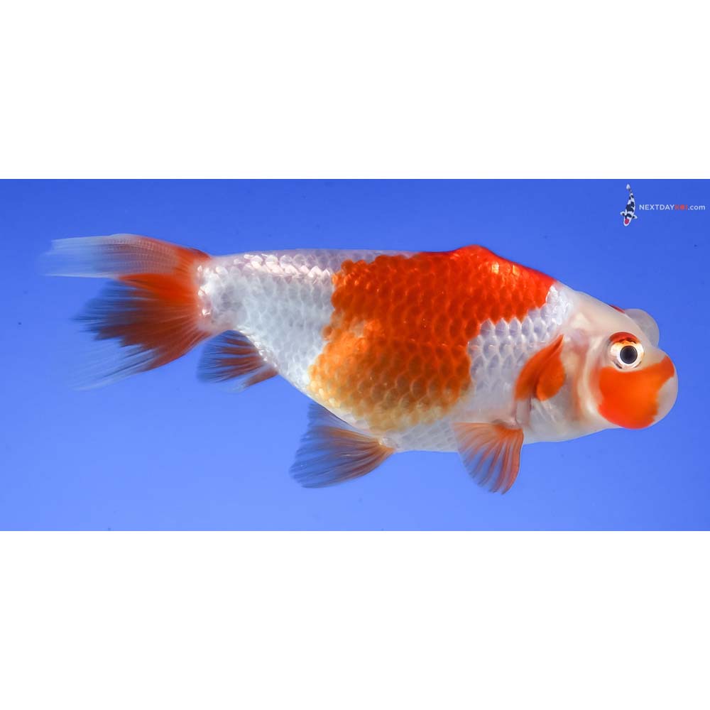 3” Imported Red and White Bubble Eye