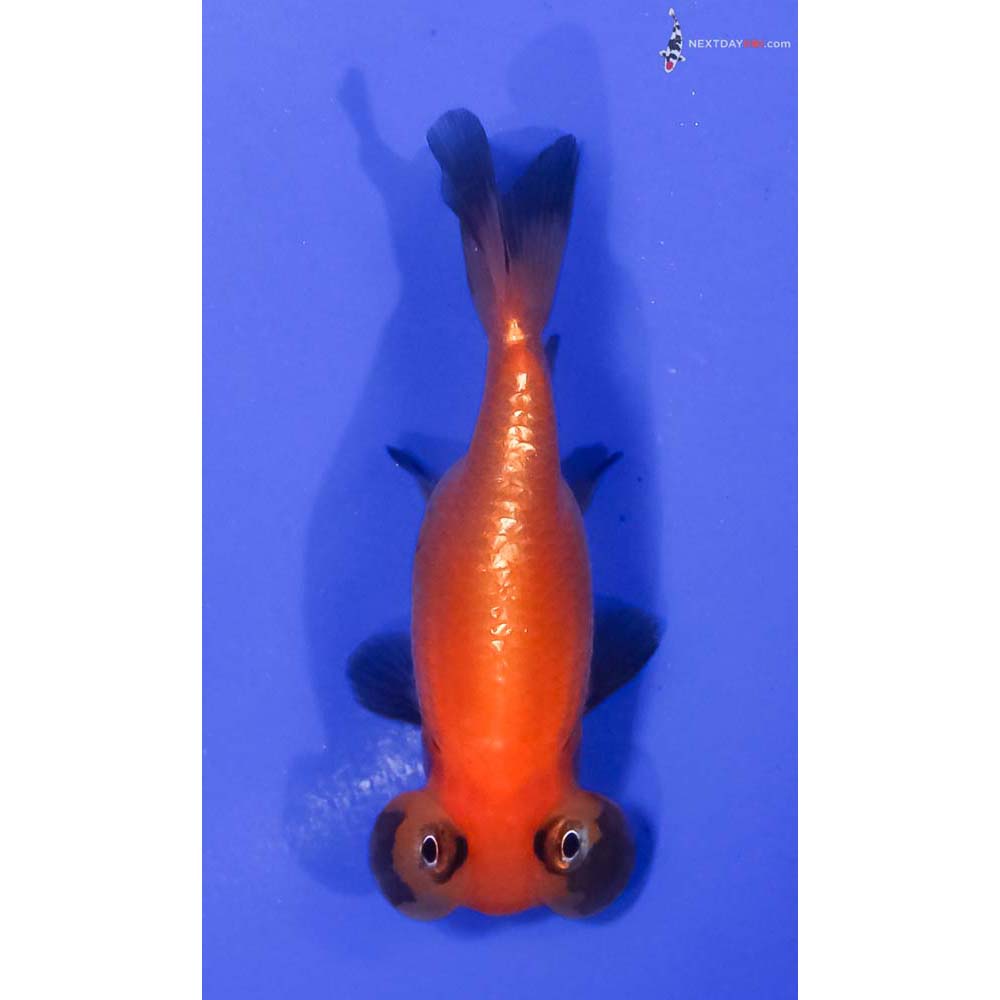 3” Imported Red and Black Bubble Eye