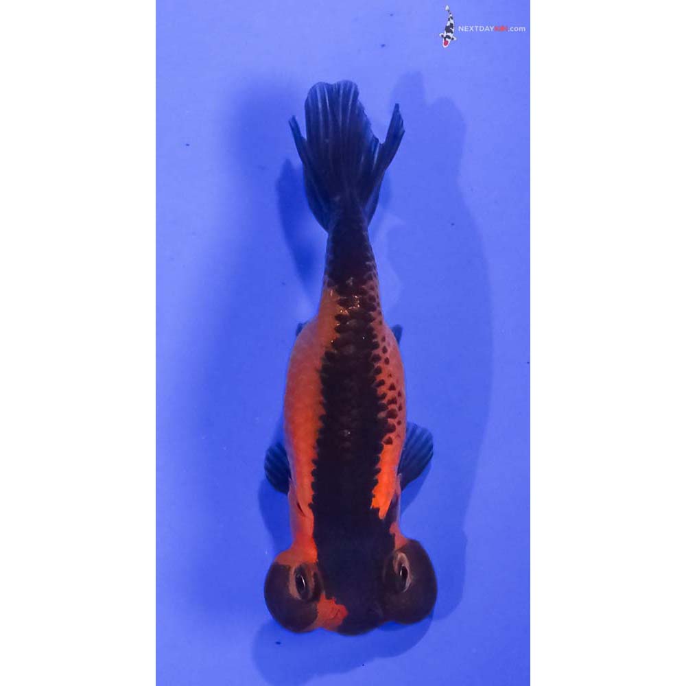 3.5” Imported Red and Black Bubble Eye