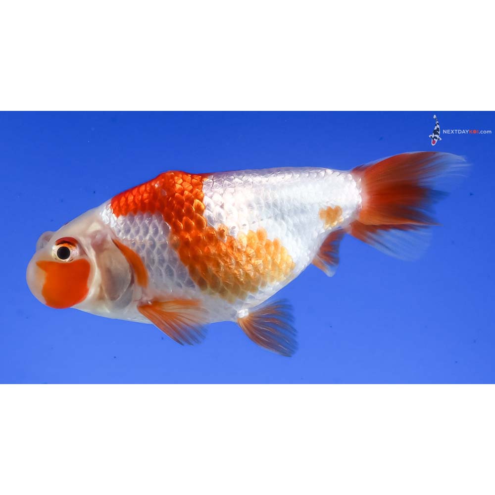 3” Imported Red and White Bubble Eye