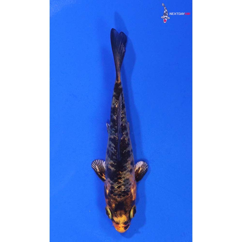 3” Imported Kin Aka Bekko