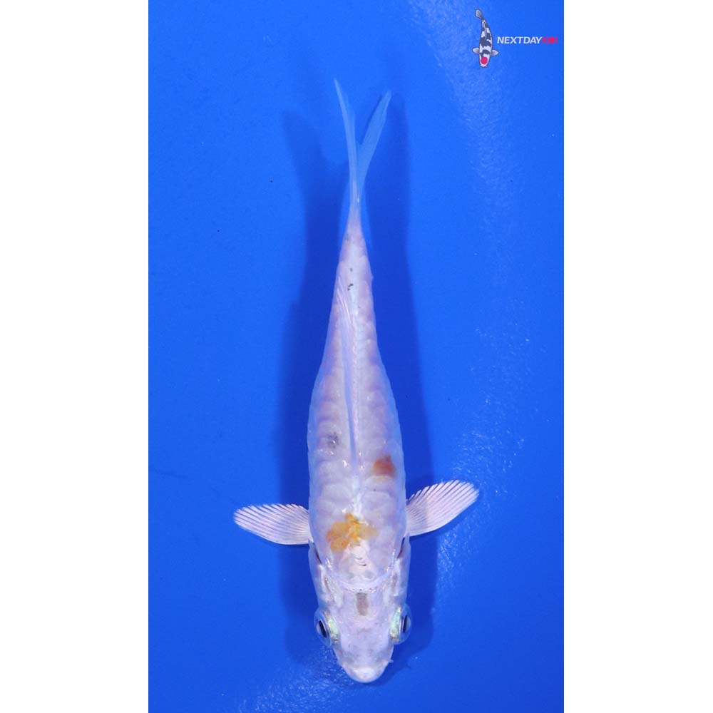 3” Imported Armor Scaled Hariwake