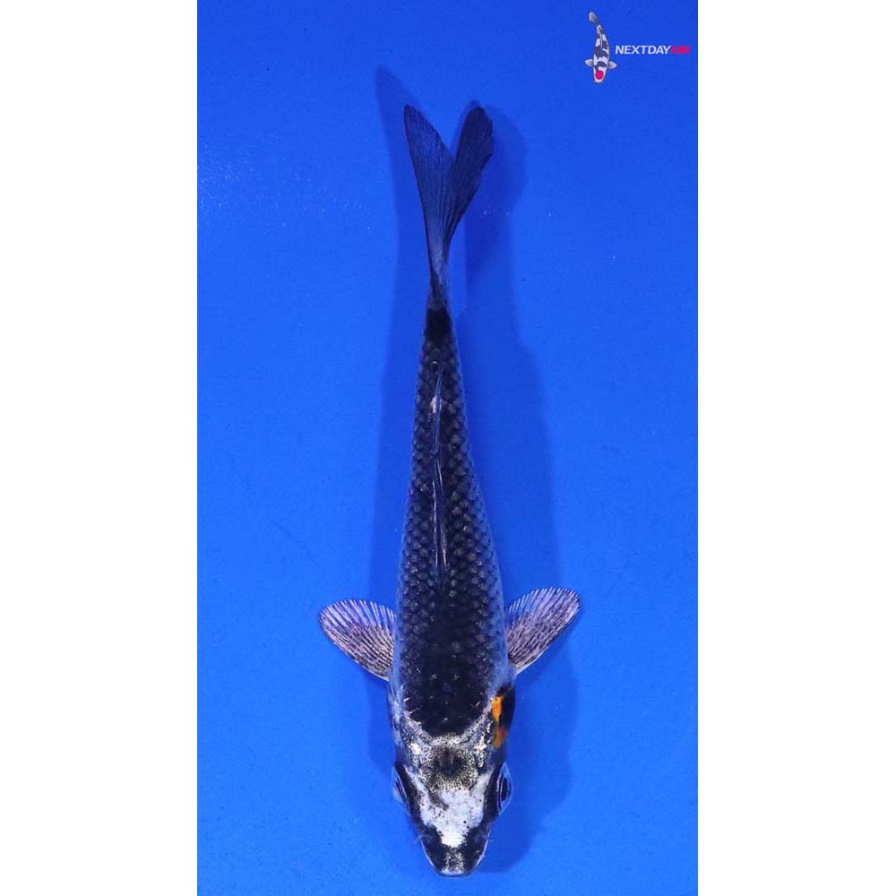 3” Imported Kujaku