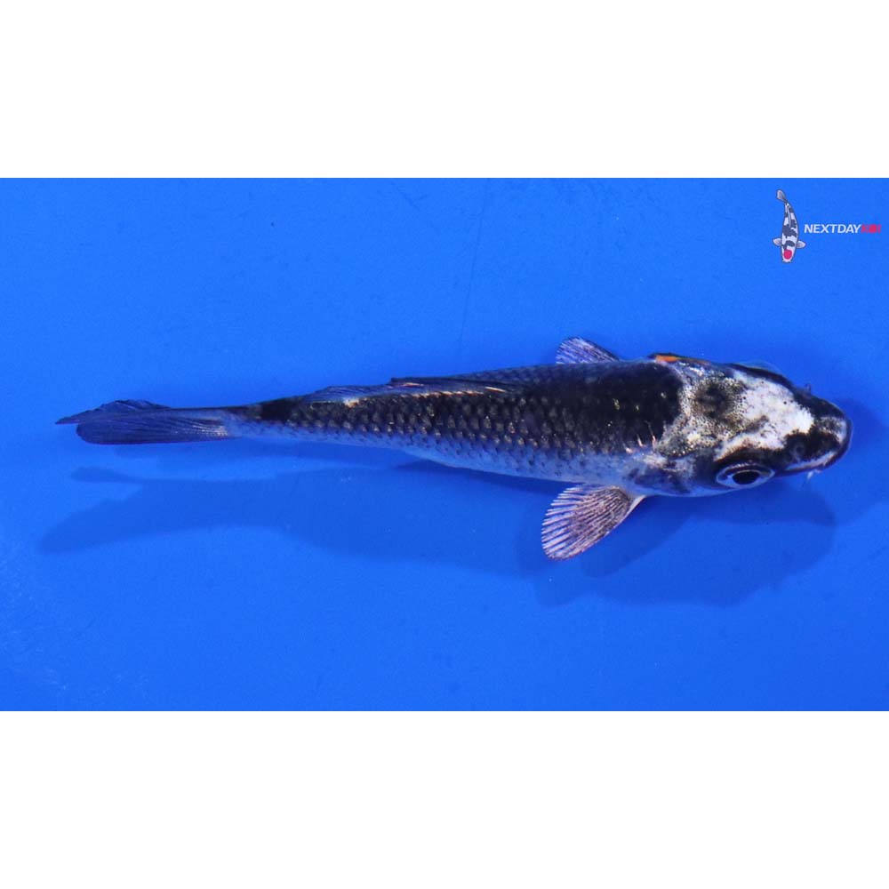 3” Imported Kujaku