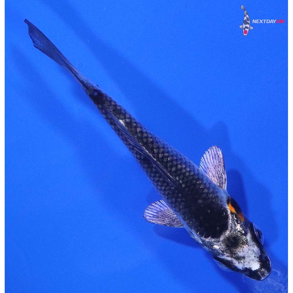 3” Imported Kujaku