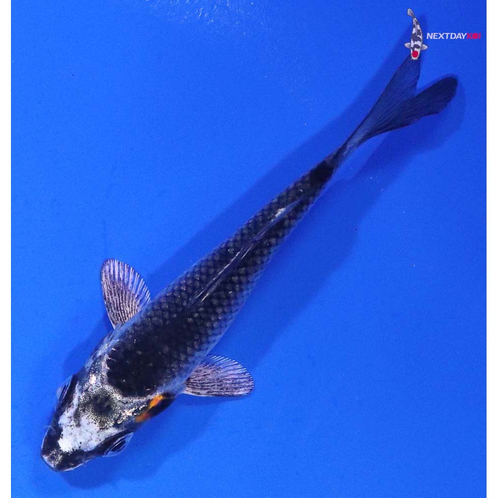 3” Imported Kujaku