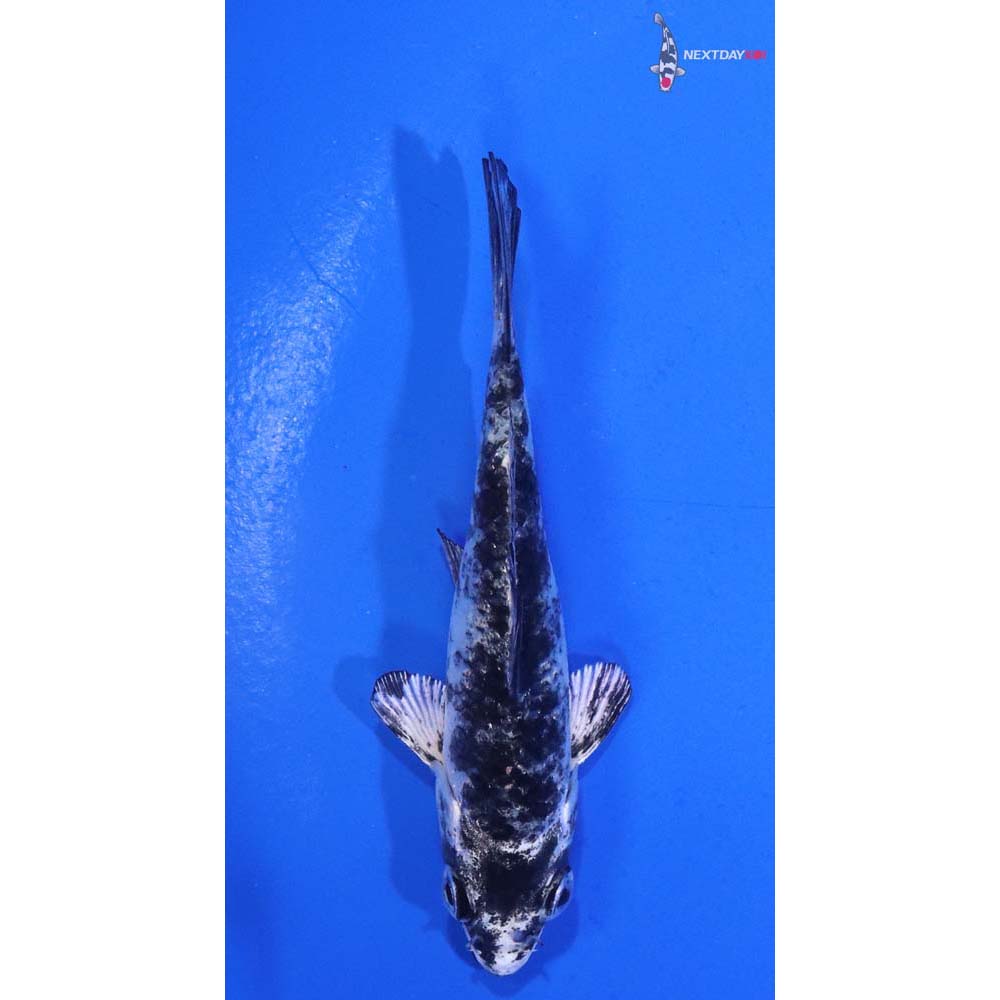 3” Imported Gin Shiro Bekko