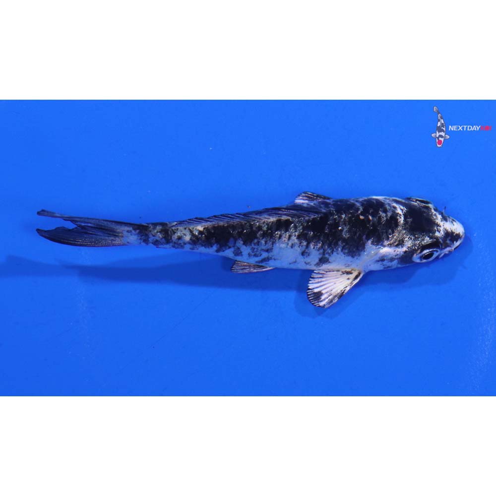 3” Imported Gin Shiro Bekko