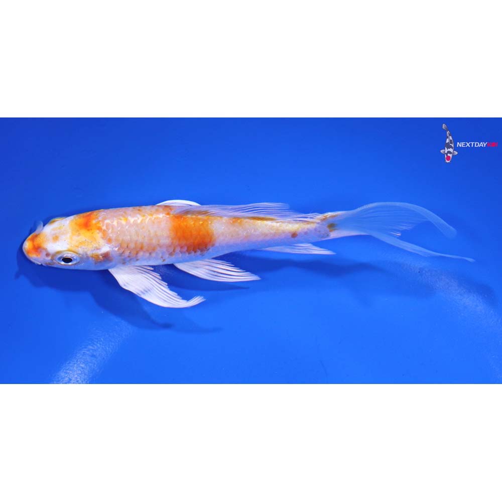 5.5” Imported Hariwake Butterfly Koi