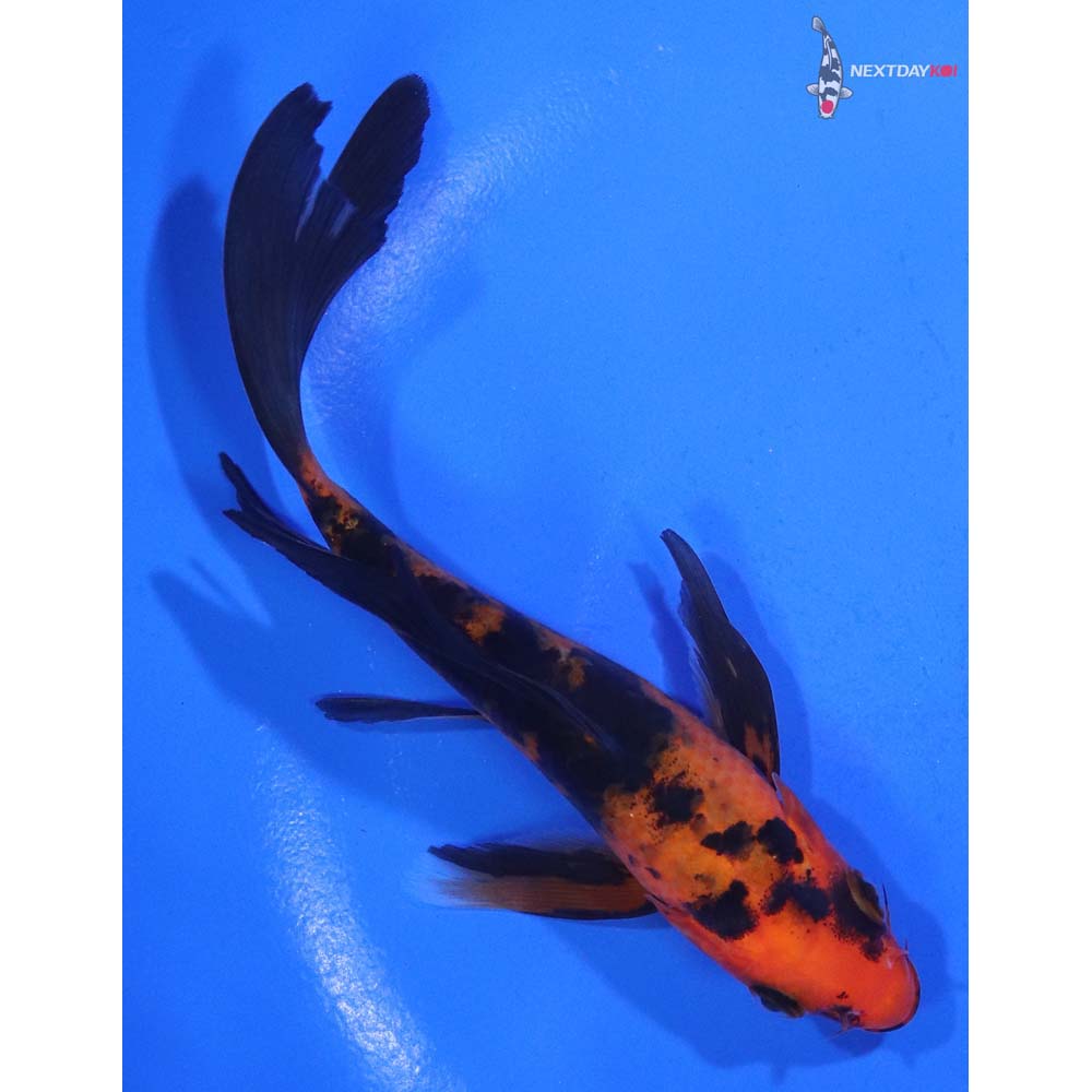 5.5” Imported Aka Bekko Butterfly Koi
