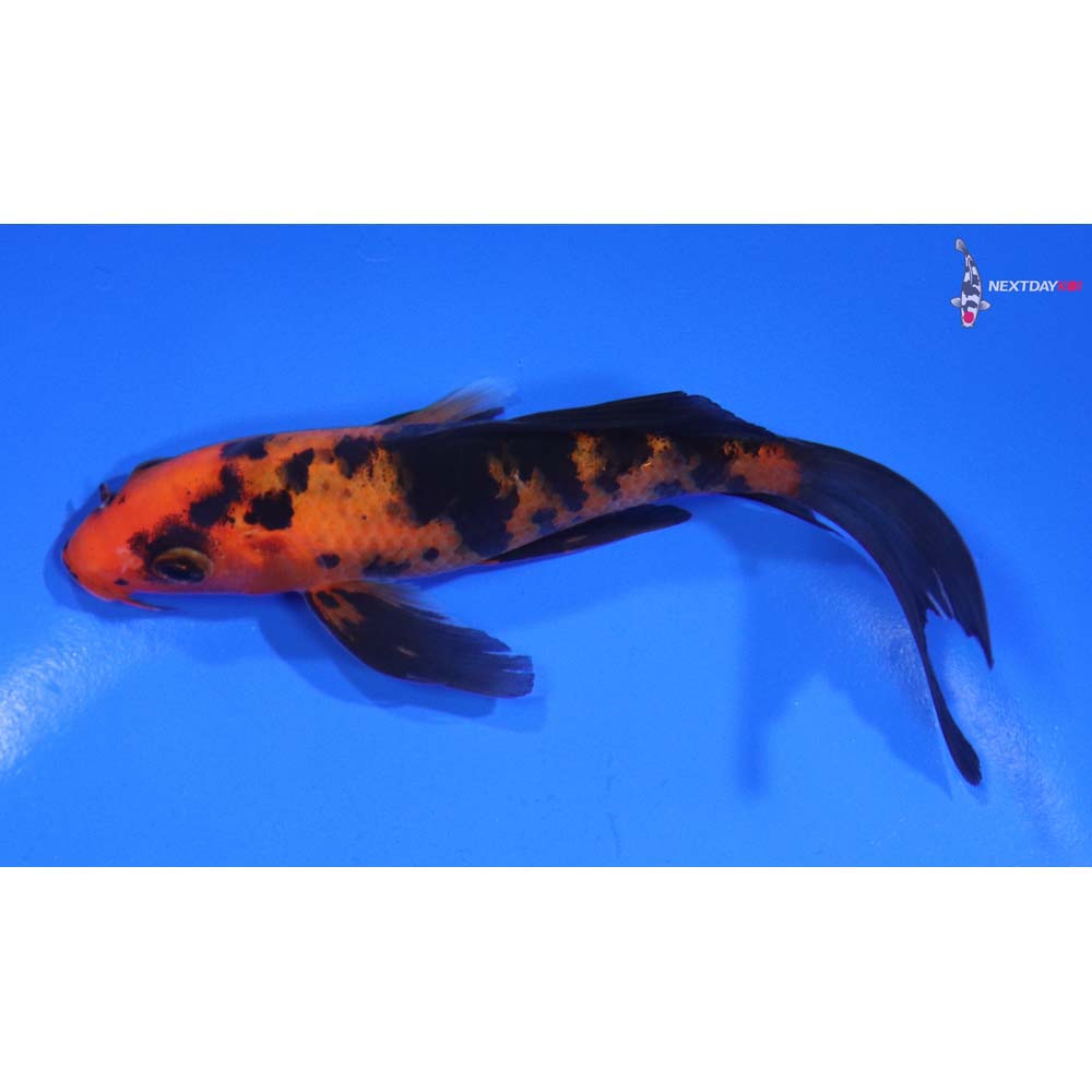 5.5” Imported Aka Bekko Butterfly Koi