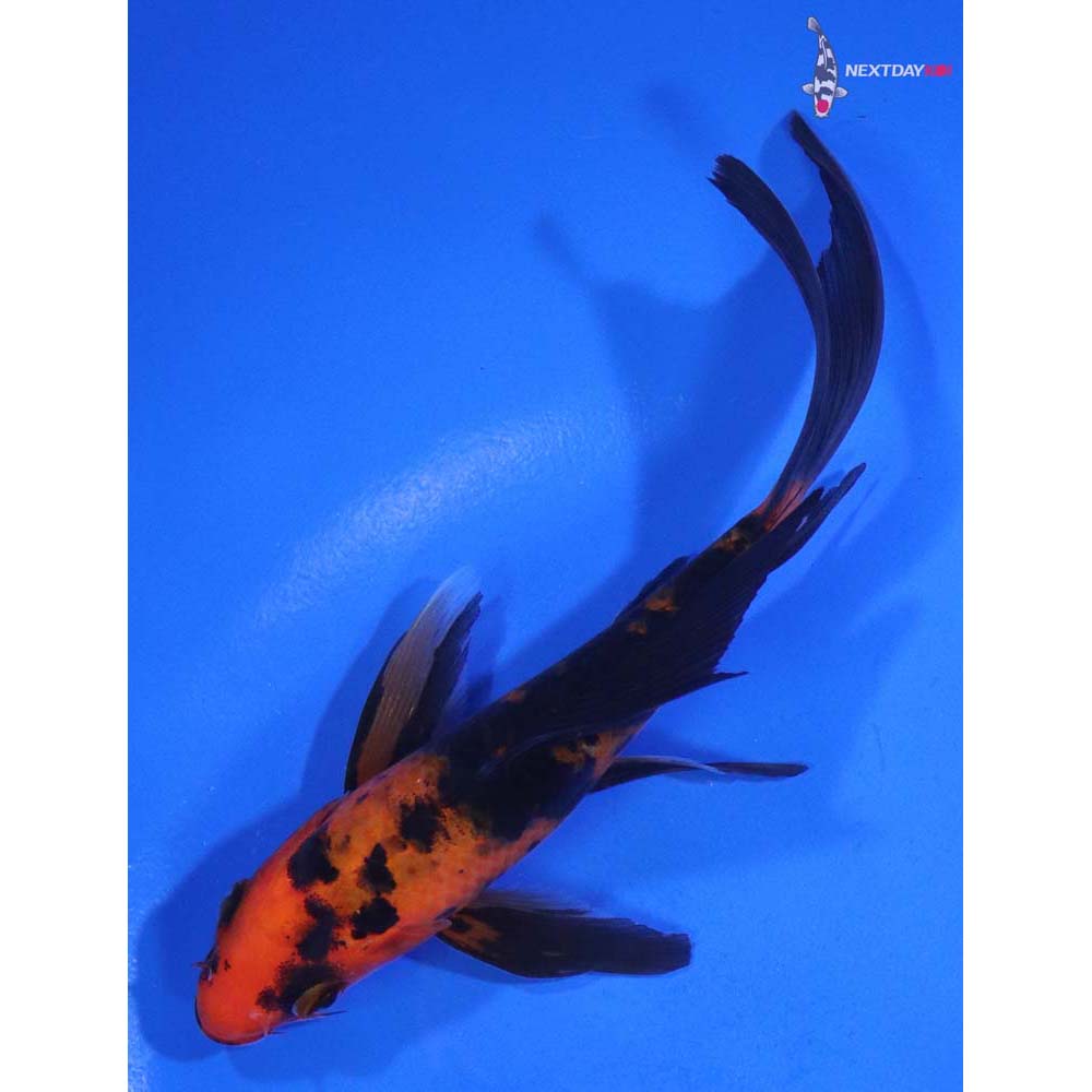 5.5” Imported Aka Bekko Butterfly Koi