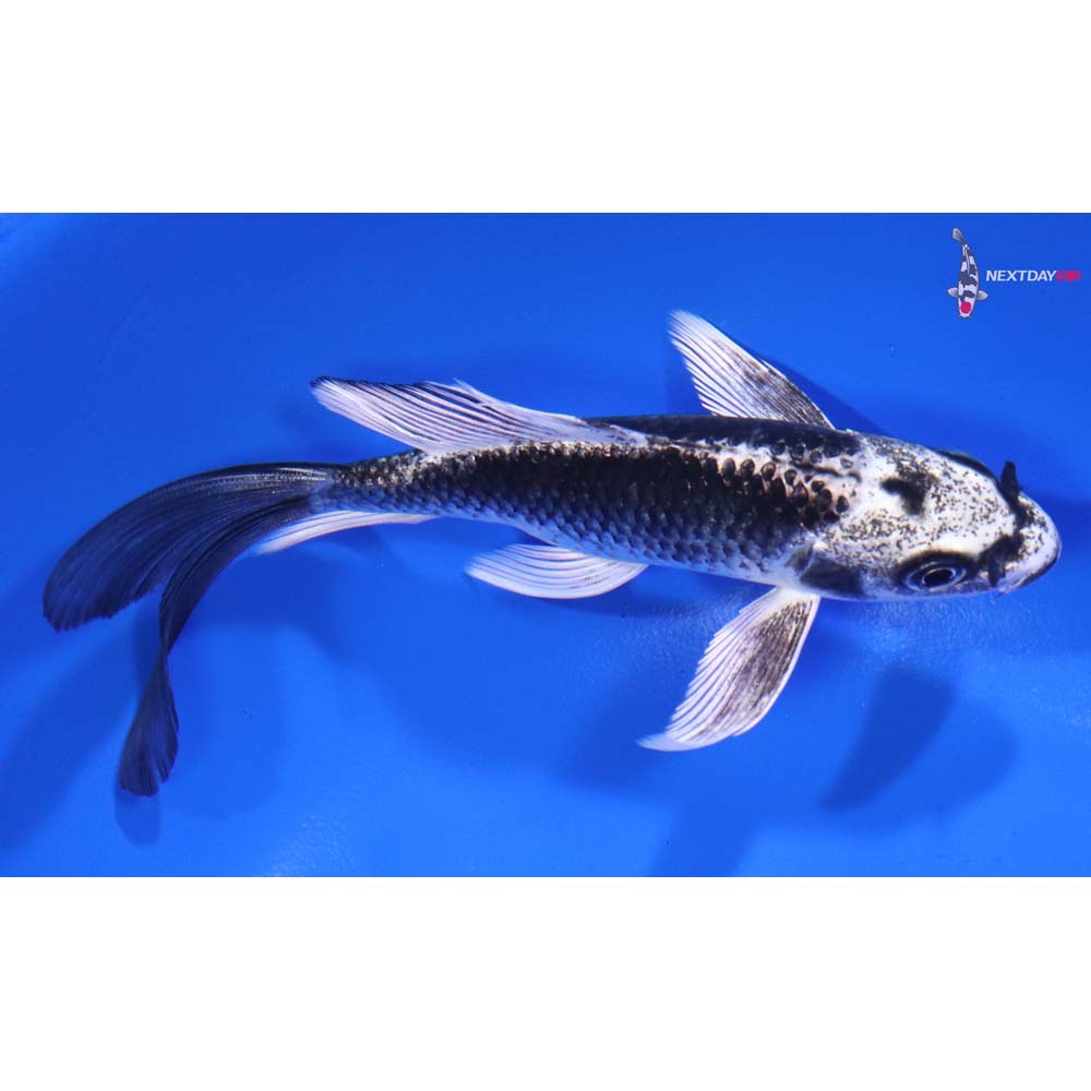 5” Imported Gin Matsuba Butterfly Koi