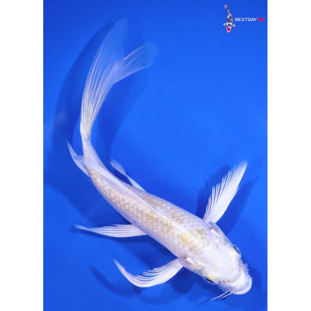 5.5” Imported Lemon Hariwake Butterfly Koi