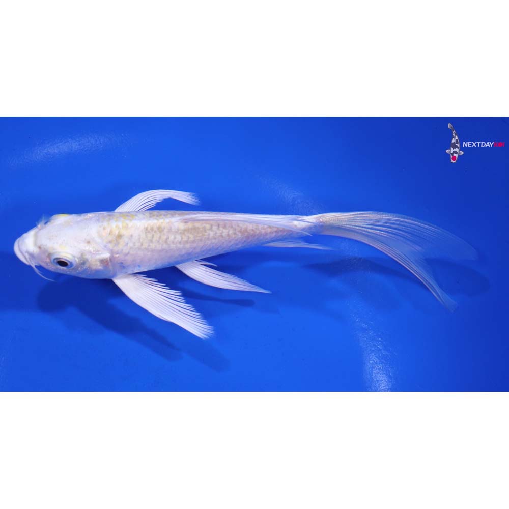 5.5” Imported Lemon Hariwake Butterfly Koi