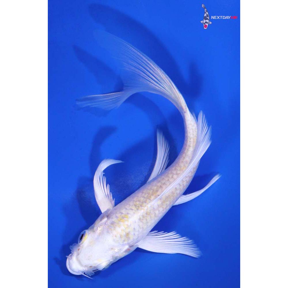 5.5” Imported Lemon Hariwake Butterfly Koi