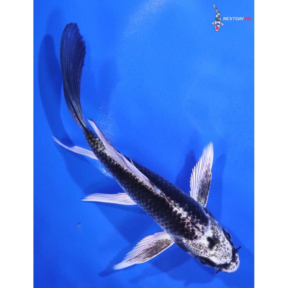 5” Imported Gin Matsuba Butterfly Koi