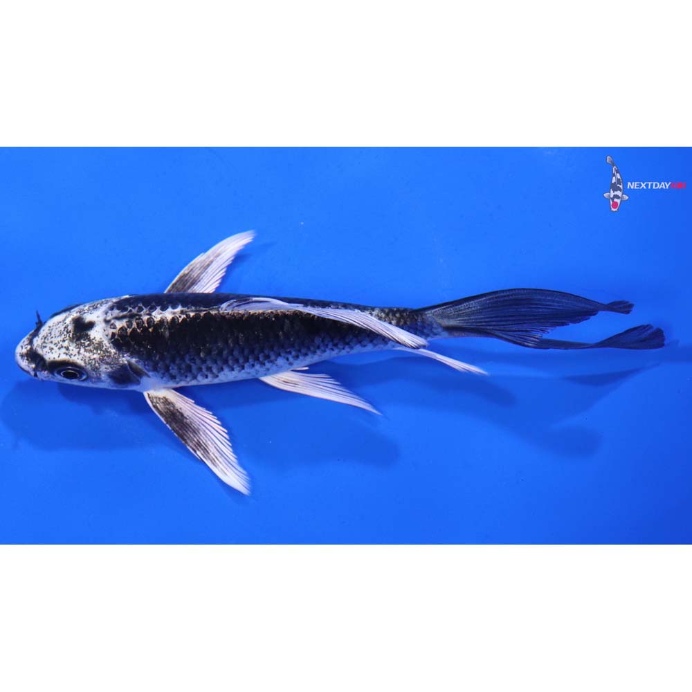 5” Imported Gin Matsuba Butterfly Koi