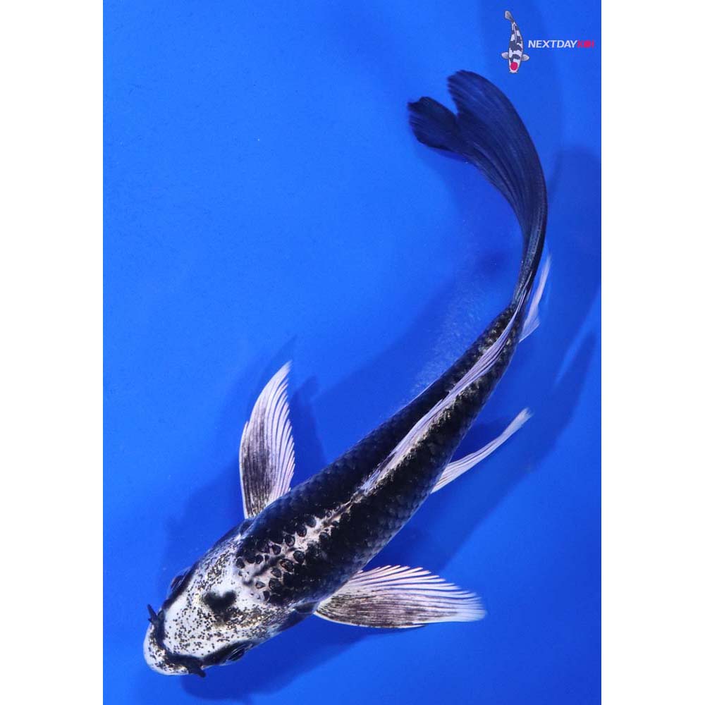 5” Imported Gin Matsuba Butterfly Koi