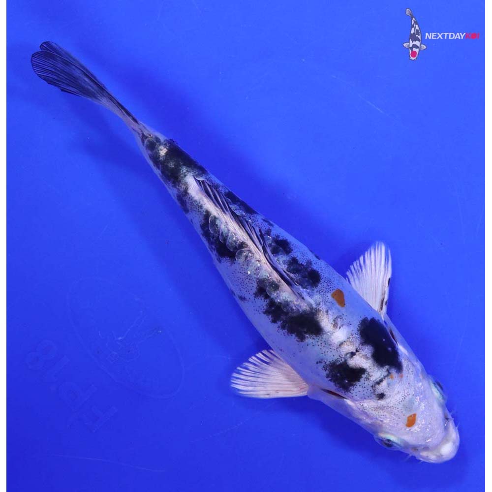 6” Imported Heisei Nishiki