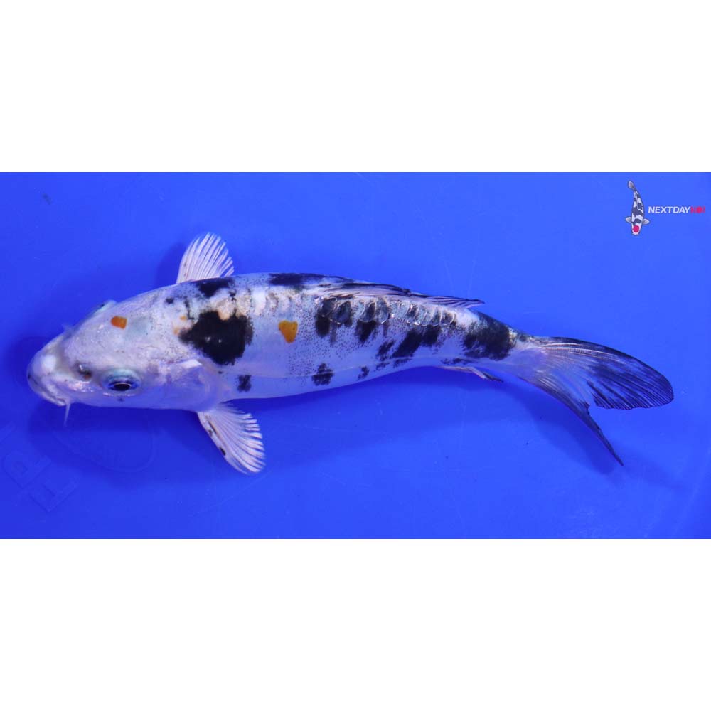 6” Imported Heisei Nishiki