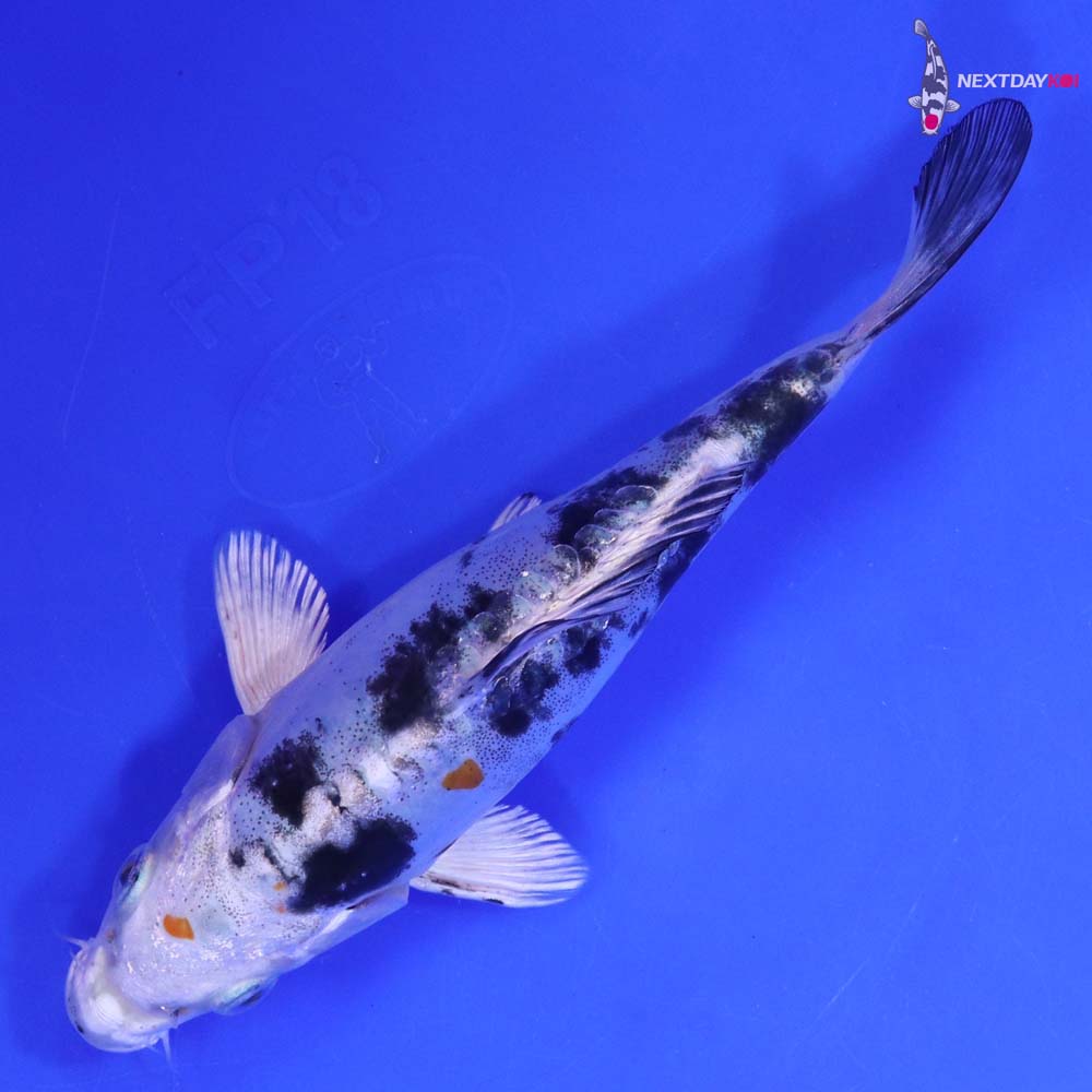 6” Imported Heisei Nishiki