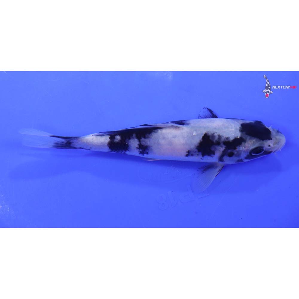 6” Imported Shiro Utsuri