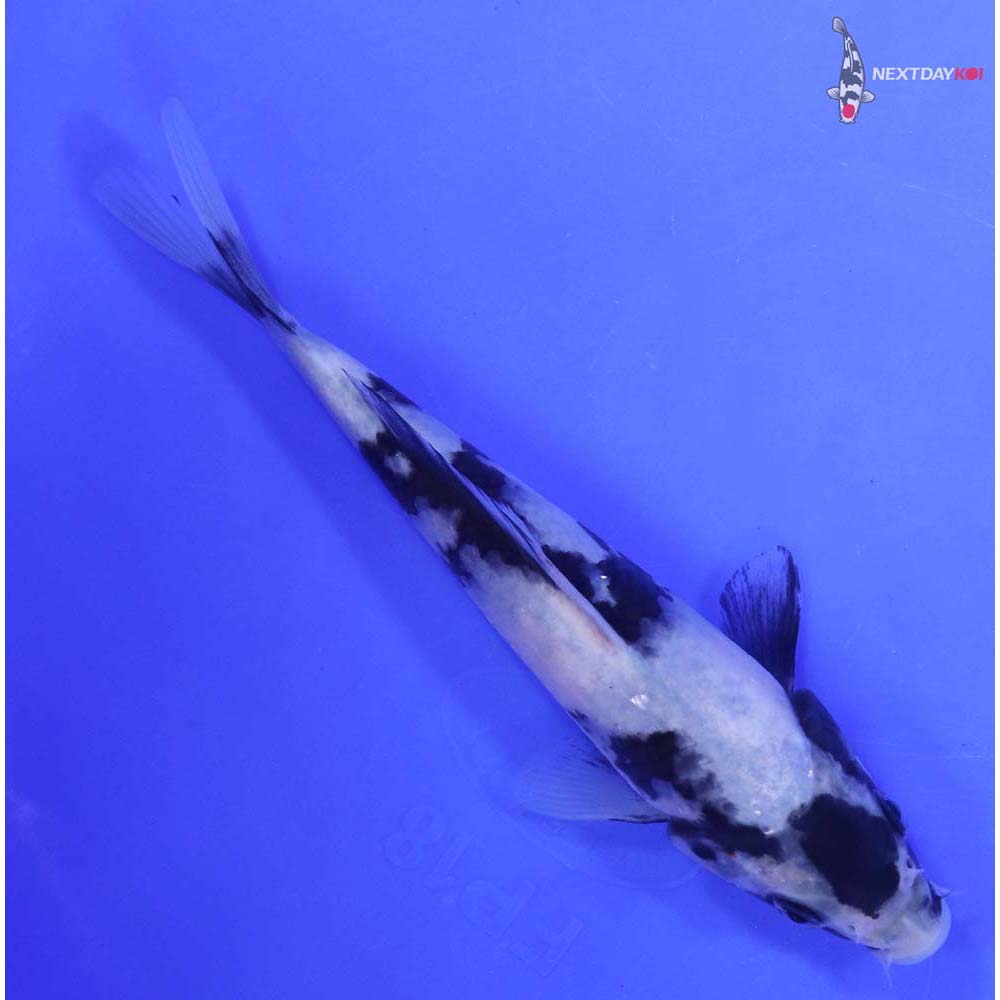 6” Imported Shiro Utsuri