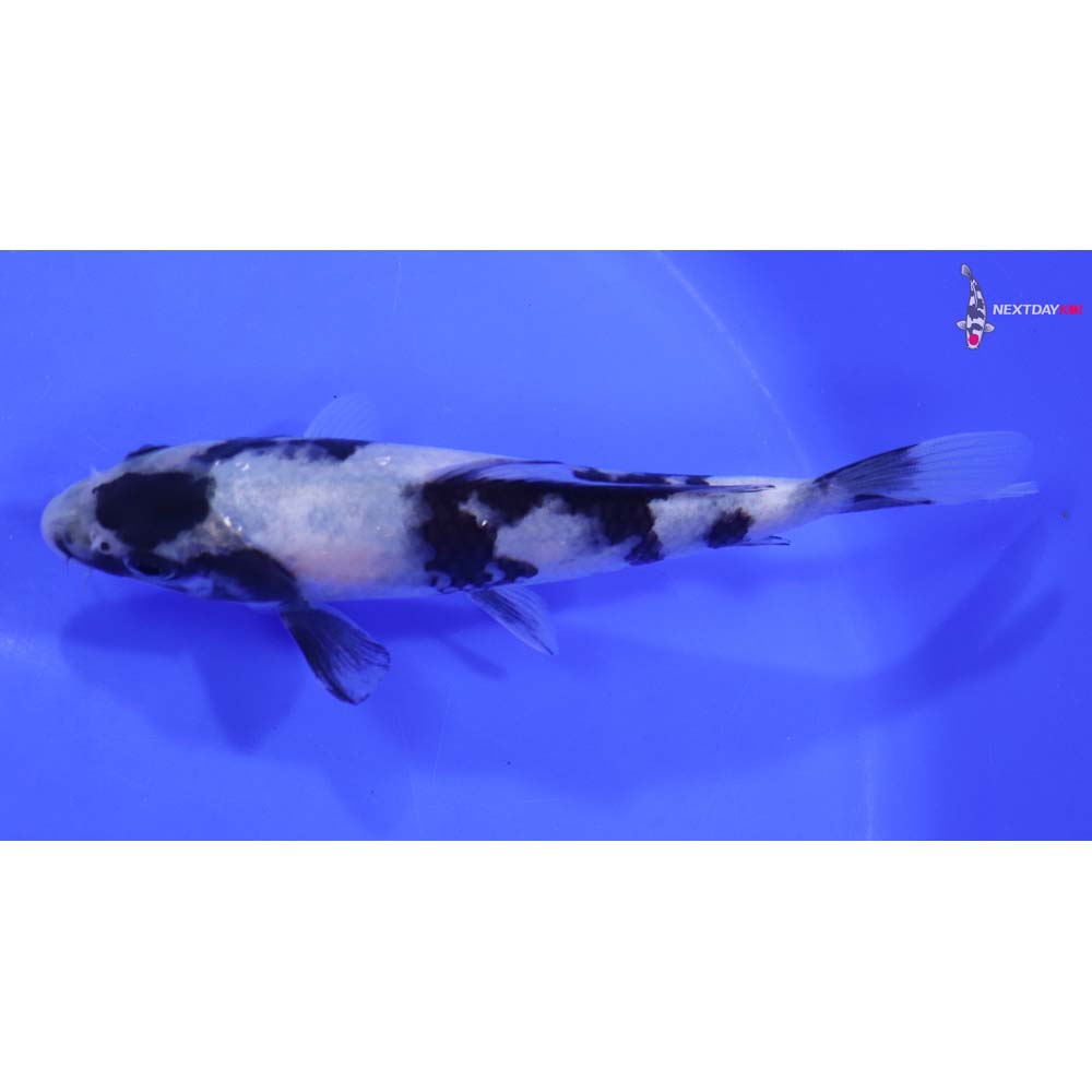 6” Imported Shiro Utsuri