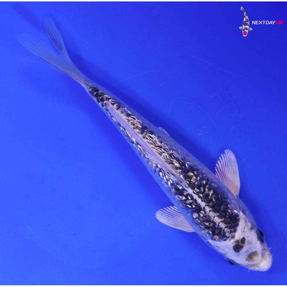 6.5” Imported Gin Rin Gin Matsuba