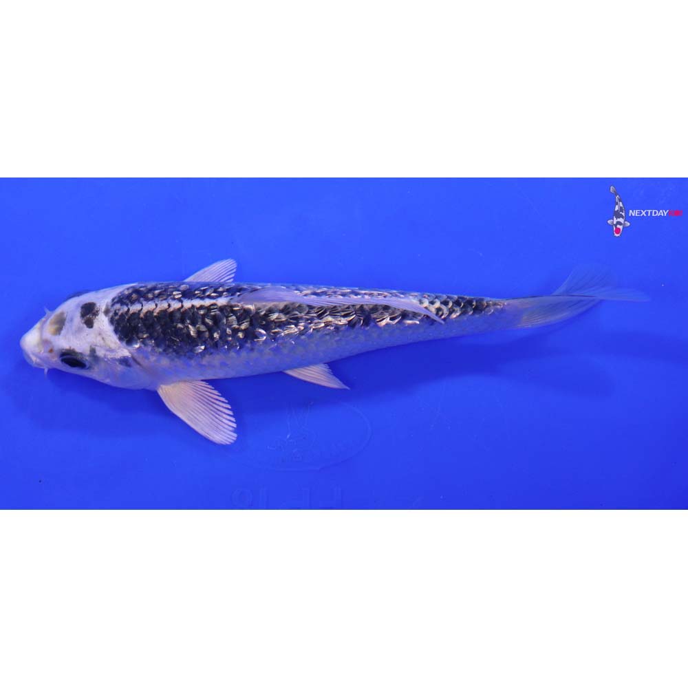 6.5” Imported Gin Rin Gin Matsuba