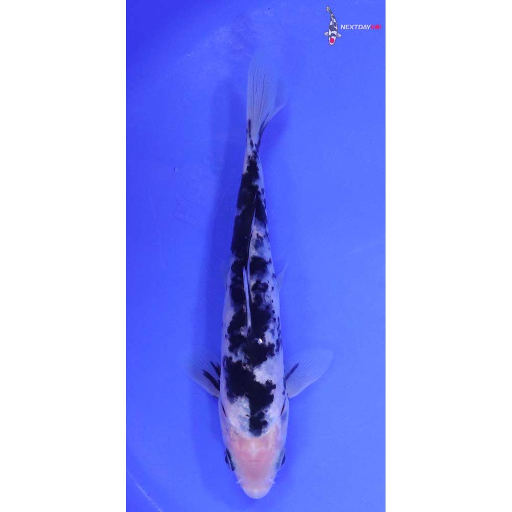 7” Imported Shiro Bekko