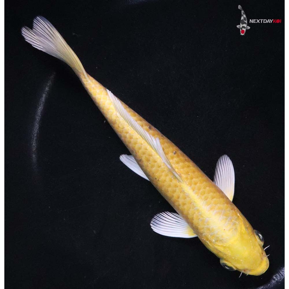 7” Imported Yamabuki Ogon