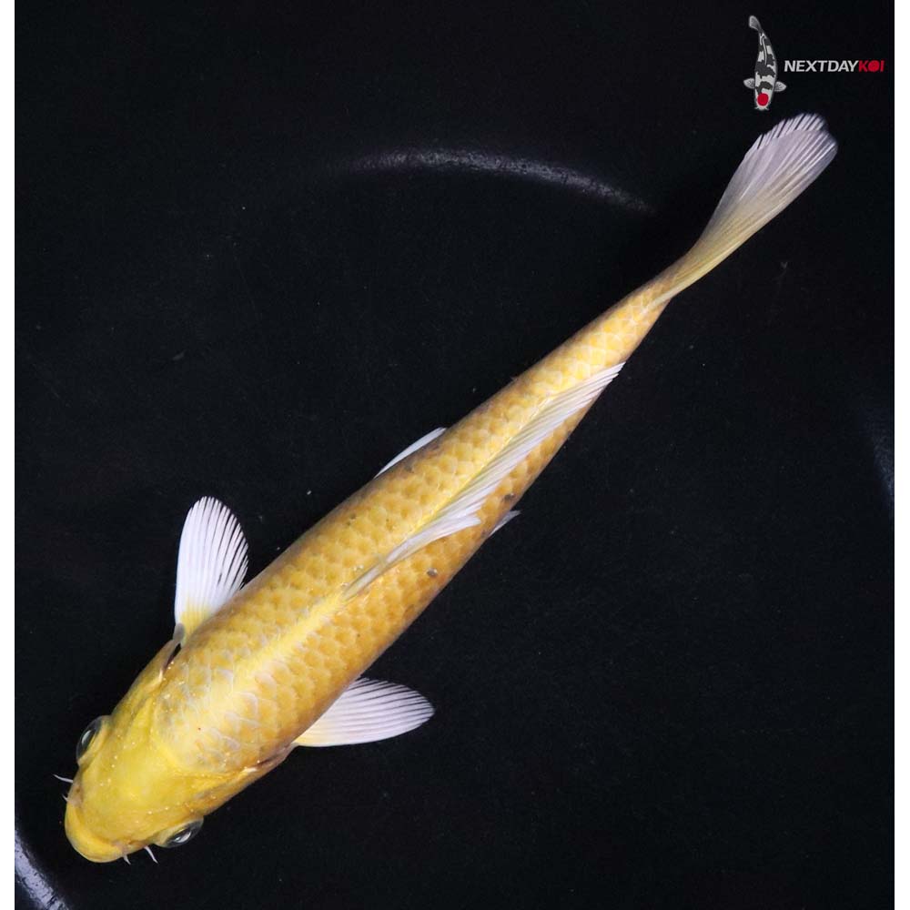 7” Imported Yamabuki Ogon