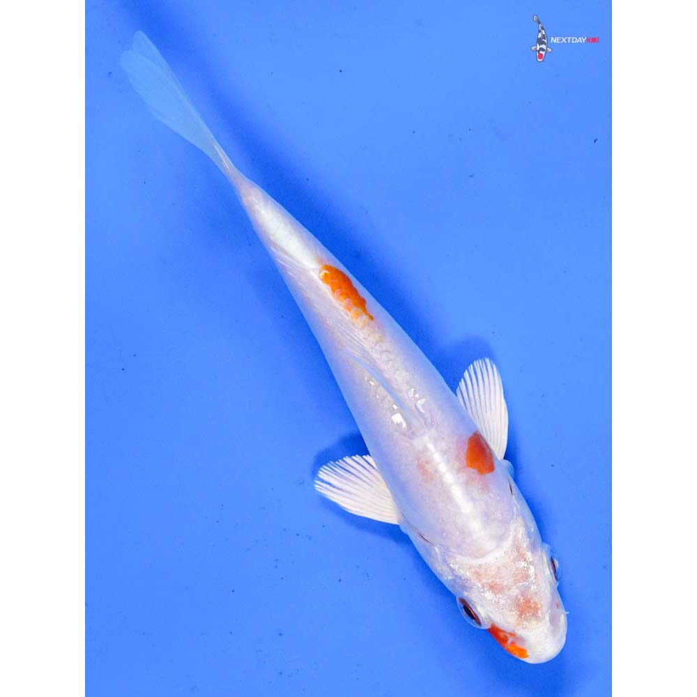 5” Imported Kikusui