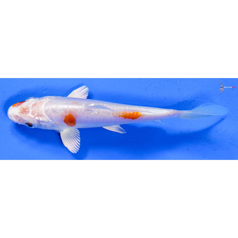 5” Imported Kikusui